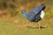 Purple Swamphen & x28;Porphyrio porphyrio& x29;