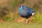 Purple Swamphen & x28;Porphyrio porphyrio& x29;