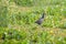 Purple Swamphen Porphyrio porphyrio