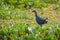 Purple Swamphen Porphyrio porphyrio