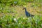 Purple Swamphen Porphyrio porphyrio