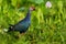 Purple Swamphen, Porphyrio porphyrio, in the nature green march habitat in Sri Lanka. Rare blue bird with red head in the water gr