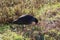 Purple Swamphen or Pukeko, native New Zealand bird on green grass