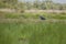 Purple Swamphen Purple Gallinue with the look of the old world creature at Talaynoi Pattalung, Thailand.