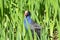 Purple Swamphen in the reeds