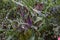 Purple Swedish Ivy Plectranthus purpuratus   1