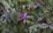 Purple Swedish Ivy Plectranthus purpuratus   2