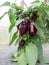 Purple Sweet Pepper Amethyst on a bush