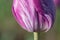 Purple Swirl Tulip Flower