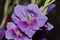 Purple sword lily flower