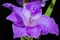 Purple sword lily Gladiolus close up shot