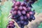 Purple table grapes on the vine