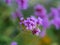 Purple tall verbena flower macro