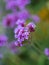 Purple tall verbena flower macro