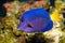 Purple Tang in Aquarium