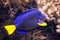 Purple Tang Tropical Fish