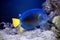 Purple Tang, or Yellowtail Sailfin Tang, Yellowtail Surgeonfish