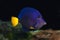 Purple Tang or Yellowtail Tang or Yellowtail Surgeonfish, zebrasoma xanthurum