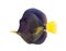 Purple tang, Zebrasoma xanthurum, isolated