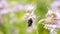 Purple Tansy field with bumblebee. Detail of green blue pink flowers in blossom shaking with bees.