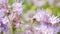 Purple Tansy field with bumblebee. Detail of green blue pink flowers in blossom shaking with bees.