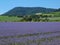 Purple Tansy field in countryside in hot summer day. Green blue purple flowers in blossom