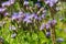 Purple tansy, Phacelia tanacetifolia