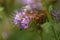 Purple tansy or Phacelia tanacetifolia also known as scorpionweed or heliotrope growing in field as cover crop