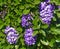 Purple Texas Mountain Laurel