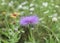 Purple Texas Thistle Cirsium texanum