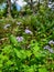 Purple Texas Wildflowers