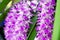 Purple Thai orchid flower in a garden