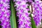 Purple Thai orchid flower in a garden