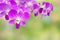 Purple Thai orchid flower on nature abstract background