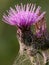 Purple thistle