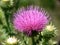 Purple thistle