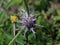 Purple Thistle Close up