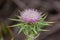 Purple thistle on a dark background, California