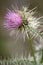 Purple Thistle Flower 3