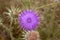 Purple Thistle Flower