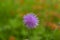 Purple Thistle flower blooming in green field