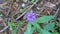 Purple thistle flower macro close up