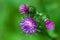 Purple thistle flowers