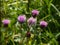 Purple thistle flowers with bugs climbing the stalk