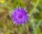 A purple thistle found on the Karpass Peninsula, Northern Cyprus with defocussed background