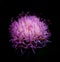 Purple Thistle head