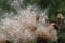 Purple thistle seeds being shed