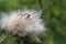 Purple thistle seeds being shed