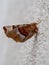 Purple thorn moth Selenia tetralunaria. On pale wall background.