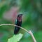 Purple-throated Carib, hummingbird